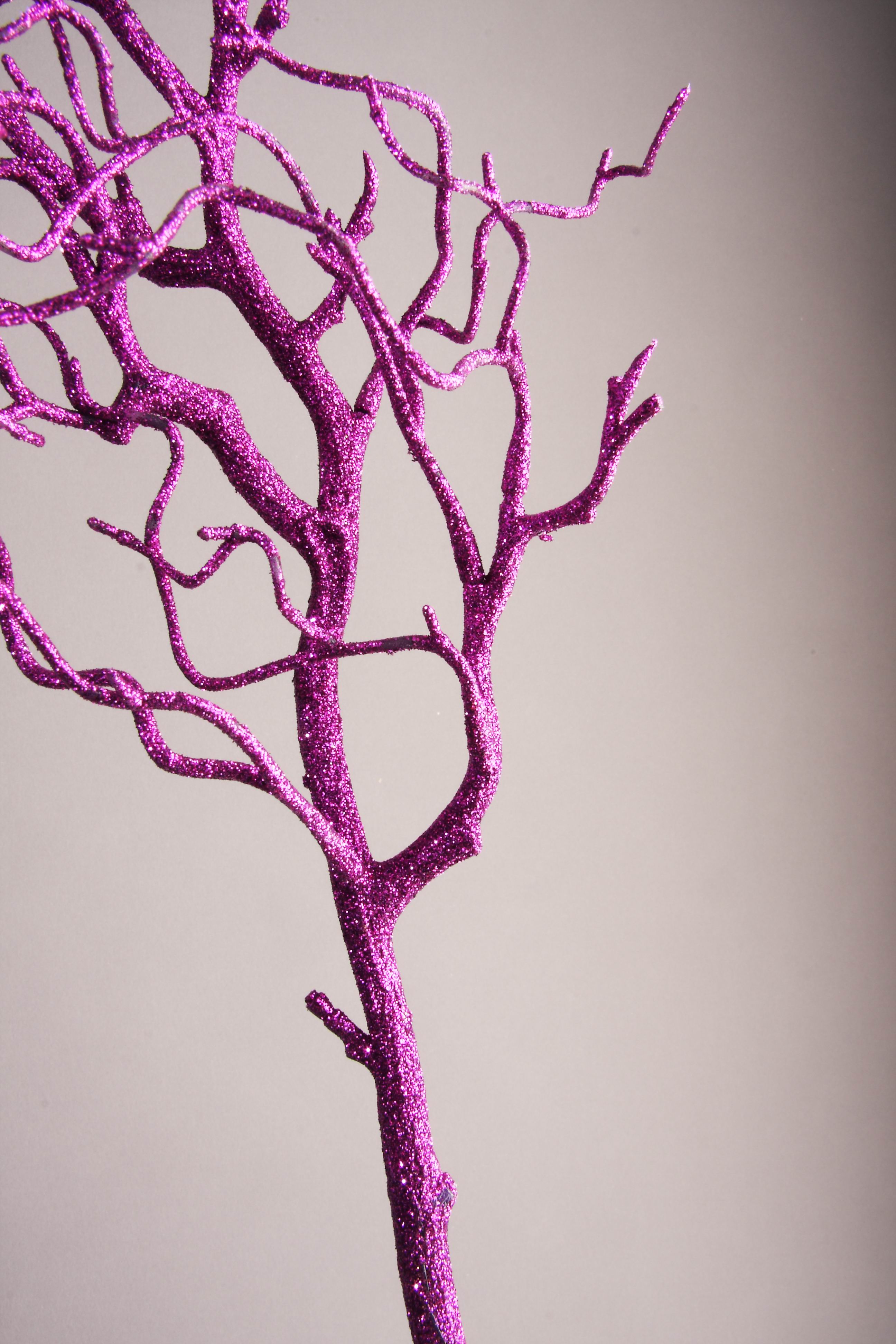 Orchideen/Exoten Orchideen/Exoten