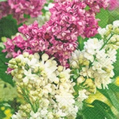 Serviette Syringa, Auslaufartikel
