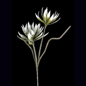 Confedrate Rose Agave X 2, grün-weiß 111cm