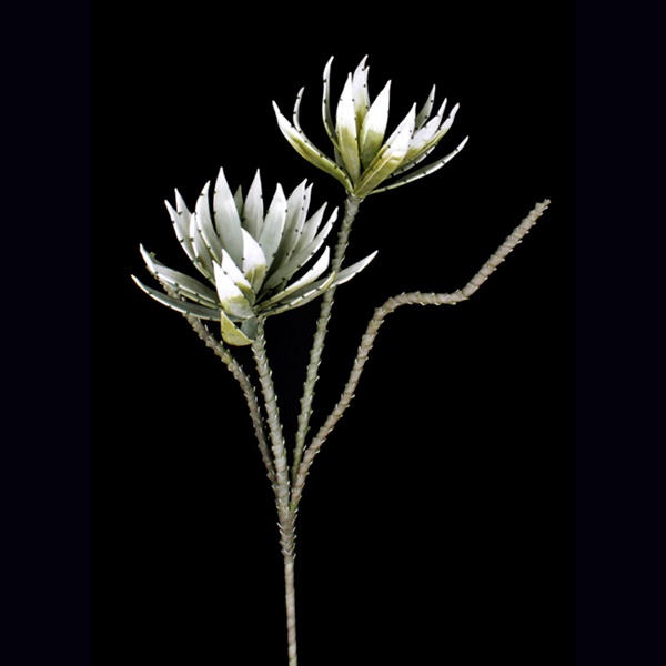 Confedrate Rose Agave X 2, grün-weiß 111cm