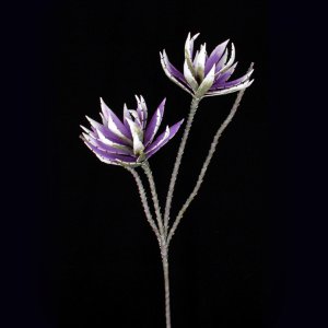 Confedrate Rose Agave X 2, lila 111cm