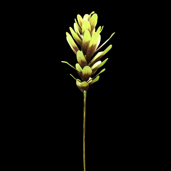 Espostoa 121cm