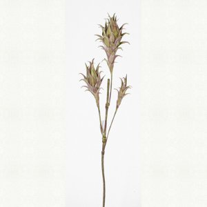 Drachenfrucht, grün-braun 121cm