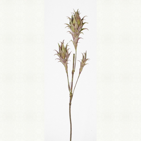 Drachenfrucht, grün-braun 121cm