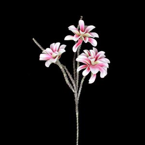 Magnolia x 3, pink 121cm