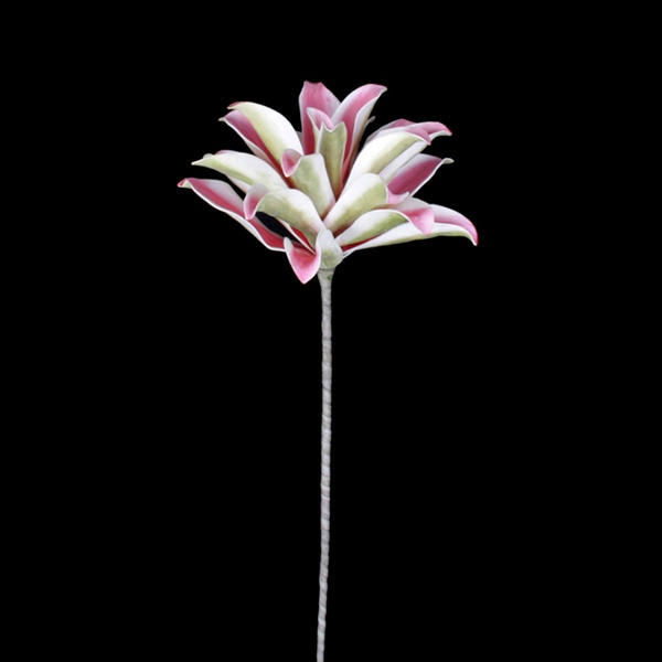 Dracaena-Aloe, pink 121cm