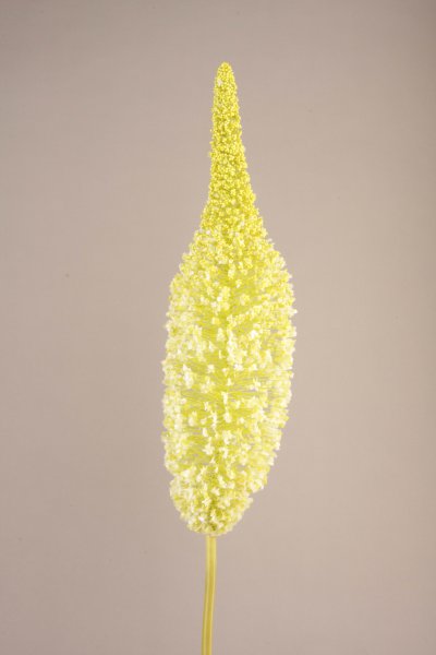 Buddleja, weiß-zartgrün 100cm
