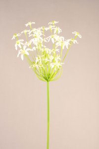 Agapantanthus, weiß, 92cm