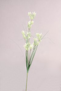 Sternblütengras, weiß, 88cm