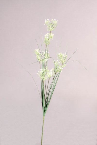 Sternblütengras, weiß, 88cm