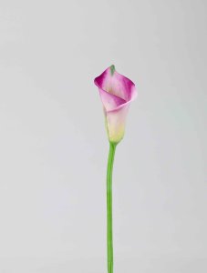 Calla, violett, 56cm