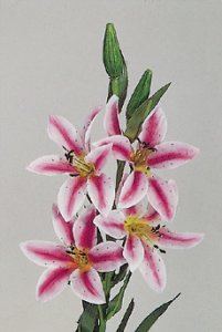 Lilie, violett-weiß, 60cm