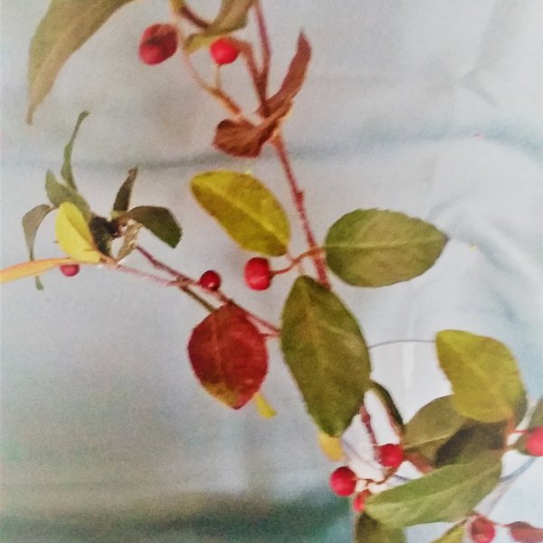 Gaultheriazweig, 67cm