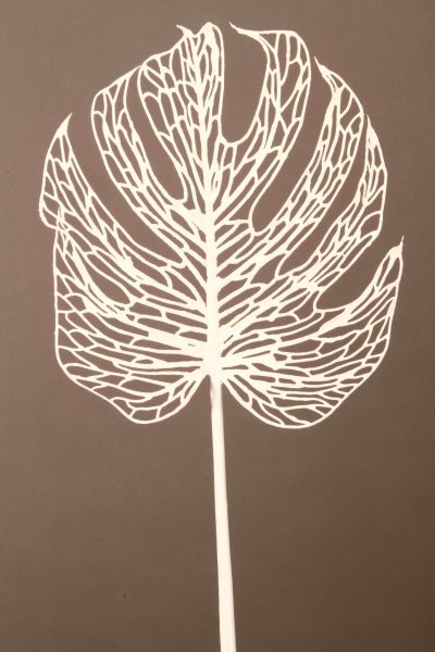 Monstera Skelektion schwarz, 80cm