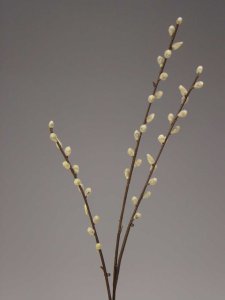 Weidenkätzchen x 3, 82cm