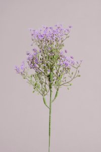 Sternblütengras, lila, 88cm