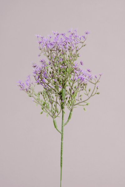 Sternblütengras, lila, 88cm