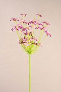 Agapantanthus, viola, 92cm