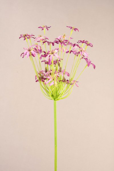 Agapantanthus, viola, 92cm