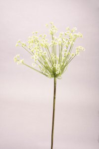 Alchemilla, weiß, 98cm
