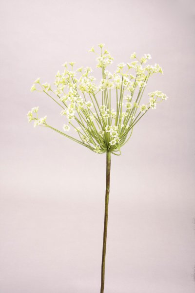 Alchemilla, weiß, 98cm