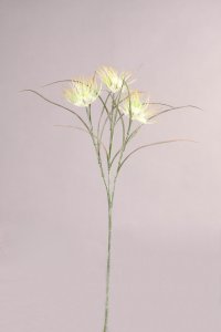 Wollgras x 3, weiß-grün, 62cm