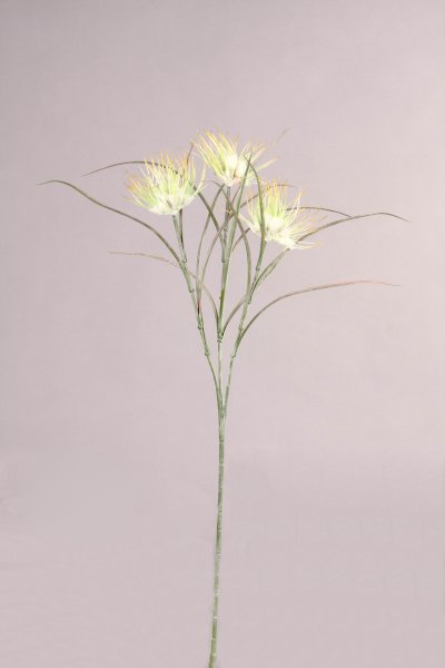 Wollgras x 3, weiß-grün, 62cm