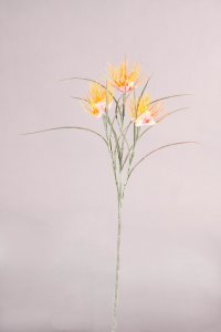Wollgras x 3, orange, 62cm
