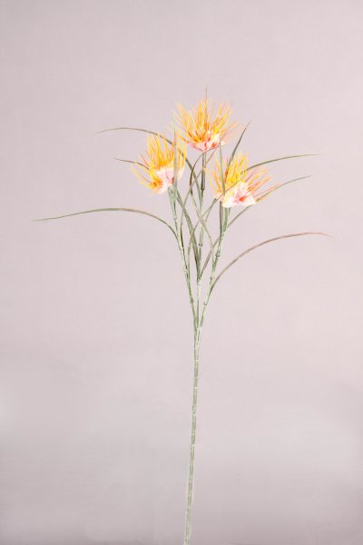 Wollgras x 3, orange, 62cm