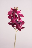 Miniphalaenopsis x 6+2