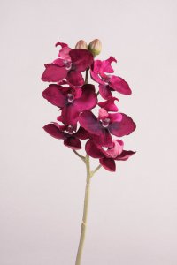Miniphalaenopsis x 6+2