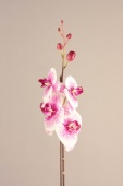 Phalaenopsis x 4+5