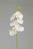 Phalaenopsis x 6+3