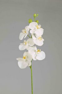 Phalaenopsis x 6+3