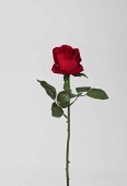 Rosenknospe Velvet, weinrot