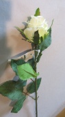 Rosenknospe, weiss