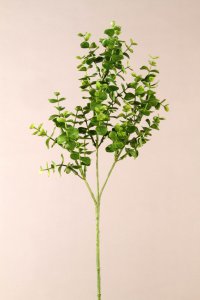 Spiraleukalyptus x30