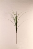 Isolepis x18