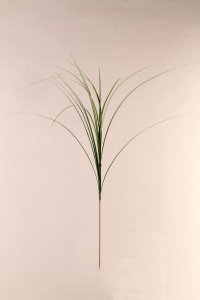 Isolepis x18