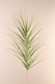 Palmwedel Tropica