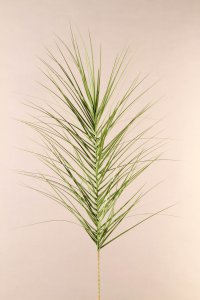 Palmwedel Tropica