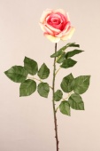 Rose, rosa