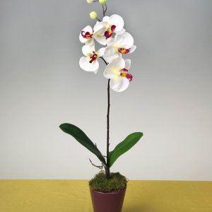 Orchidee im Topf, 72cm