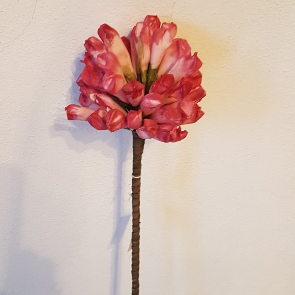 Exote, 72cm