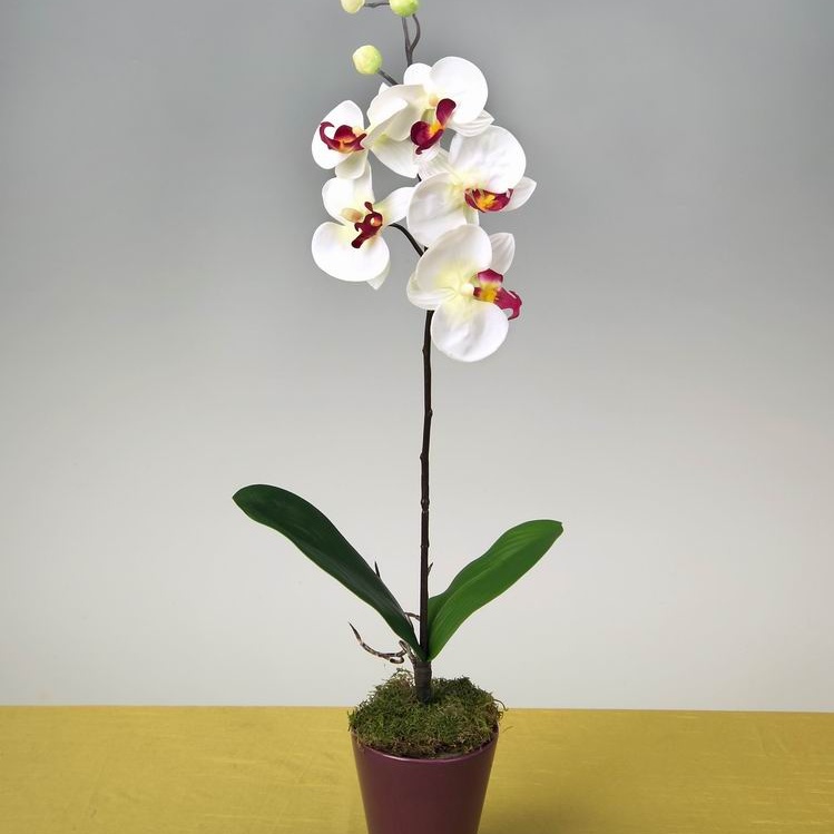 Orchidee im Topf, 72cm